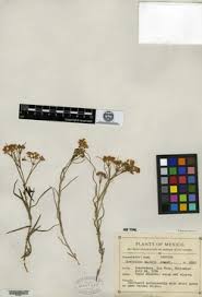 Image result for Asclepias grandirandii