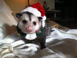 Yes Virginia There Is A Santa Possum Opossum Cute Animals Animals