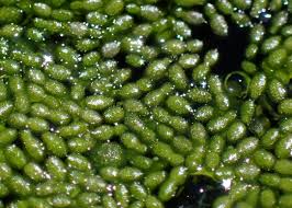 Image result for Wolffiella