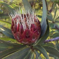 Image result for Protea madiensis