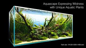 It's not an easy task to obtain the perfect aquascape aquarium, but once you have decided to get into it, aquascaping can be fun, very challenging and most of all rewarding. Adaview Aquascape Expressing Wildness With Unique Aquatic Plants Youtube