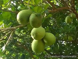 Image result for Citrus maxima