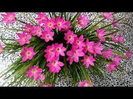 496 How To Grow N Care Rain Lily Pink Rain Lily Zephyranthes Candida For Beginners Hindi Urdu 1 9 Youtube Rain Lily Lily Plants Planting Roses