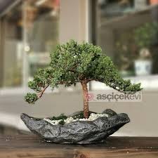 Bonsai bakımı, sulaması, çoğaltılması nasıl yapılır? Bonsai Cesitleri Merakli Kalem