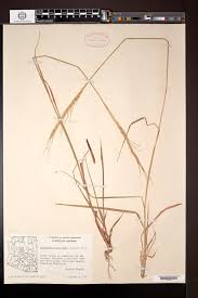 Image result for Trachypogon