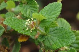 Image result for Cliffortia linearifolia