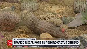The ash gray or pink spines are in clusters (areoles) of about 20. Cactus Chileno En Peligro Por Trafico Ilegal 24 Horas Tvn Chile Youtube