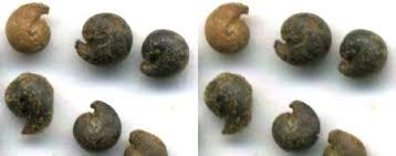 Image result for Cleome schimperi