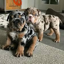 Have 5 stunning english bulldog puppies available, for sale. Pinterest Cat Blue Merle English Bulldog Puppies English Bulldog Care Tips English Bulldog Bulldog Puppies Cute Bulldog Puppies English Bulldog Puppies