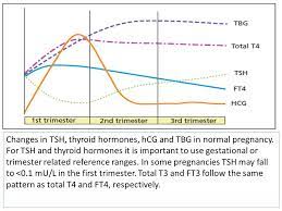 Male And Female Sex Hormones Ppt Download