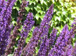 It's a grown up pink. Page 4 Royalty Free Color Lavender Photos Pikist