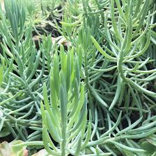 Image result for Senecio hochstetteri