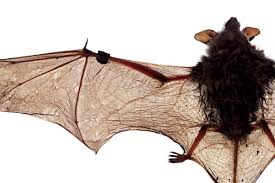 Image result for bat