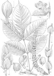 Image result for Paullinia bipinnata