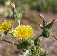 Image result for Sonchus friesii