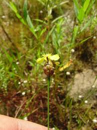 Image result for Xyris parvula