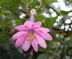 Check spelling or type a new query. Banana Passion Flower Passiflora Mollissima Garden Org