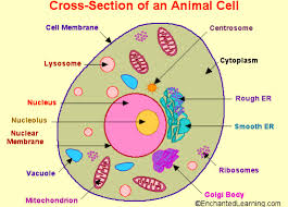 In animal cells, the plasma membrane is the only barrier separating cell contents from the environment, but in plants and bacteria the plasma membrane is also surrounded by a rigid cell wall. What Are The Materials And Steps To Make An Animal Cell Model Can T Be Edible Blurtit