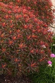 Image result for Euphorbia williamsonii