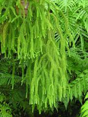Generally the key to succeed in growing this plant is good. File Lycopodium Squarrosum Png Wikimedia Commons