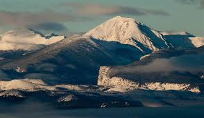 Image result for Harungana montana