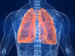 The lungs fill with air, oxygenate the blood, and dispose of carbon dioxide. Lungs Facts Function And Diseases Live Science