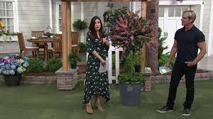 We did not find results for: Cottage Farms Bicolor Butterfly Bush Patio Tree On Qvc Youtube