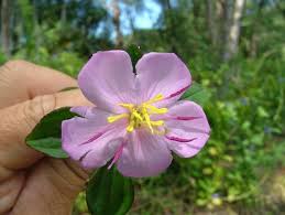 Image result for Heterotis decumbens