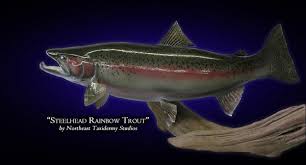 Positions of our rainbow trout mounts our rainbow trout fish replicas are available in customer pleasing high action anatomical poses, as in traditional slight bend to the head, slight bend to the tail, swimming pose, leaping pose, and rolling down poses. Steelhead Rainbow Trout Mounts Fish Mounts By Northeast Taxidermy