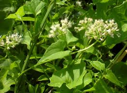 Image result for Mikania