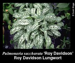 Image result for Pleiotaxis pulcherrima