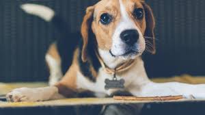 Save now with 10% off multi colored recycled metal dog. Beagle Growth Weight Chart Everything You Need To Know Pawlicy Advisor