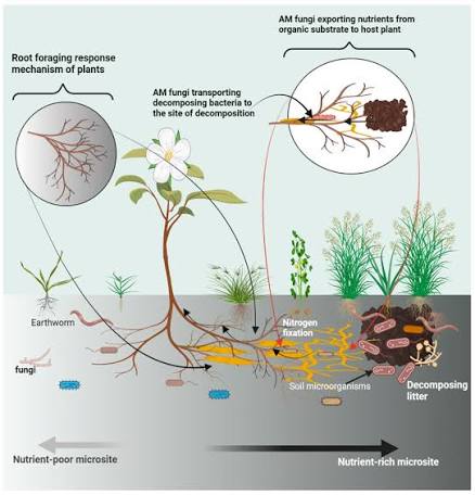  soil microorganisms 