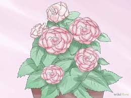 How To Care For A Begonia Begonia Planting Peonies Flower Care