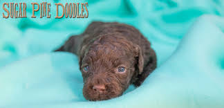 Maybe you would like to learn more about one of these? What Is The Difference Between Labradoodle Australian Labradoodle And Aussiedoodle Breeds Sugar Pine Doodles Australian Labradoodles