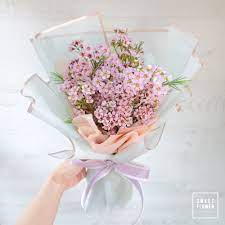 ช อ waxflower แวกซ ฟลาวเวอร ส ชมพ ร านดอกไม ชมพ