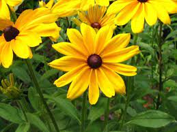 Check spelling or type a new query. Yellow Aster Flowers Credit Halfordcj Aster Flowers Black Eyed Susan Birth Flowers