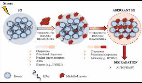 Stress Granule Wikipedia