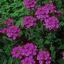 Image result for Verbena × teasii