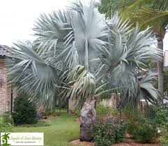 There are 8830 palm tree flower for sale on etsy, and they cost $22.91 on average. Garden Palm Trees How To Plant Care For Them In Your Garden