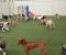 Dogs Playing