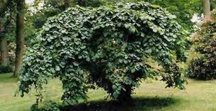 Small trees are known to stand under 30 feet when mature. Small Or Dwarf Weeping Trees For Landscaping With Pictures Weeping Trees Small Weeping Trees Dwarf Weeping Trees