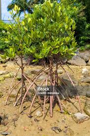 Image result for Rhizophora mucronata