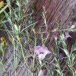 Image result for Micrargeria