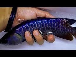 5 jenis budidaya ikan air tawar yang menguntungkan usaha budidaya ikan air tawar yang menguntungkan tidak terlepas dari. 8 Inches Malaysia Golden Blue Base Arowana Amazing Arowana Fish Amazingfish Amazingbeta Arowanas Beautifulkoi Beautifulfi Ikan Tropis Ikan Ikan Akuarium