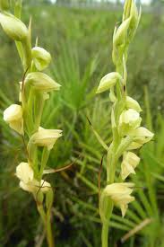 Image result for Orthochilus