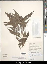 Image result for Triainolepis africana