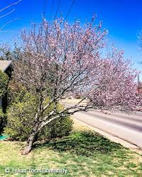 This is a smaller tree to 30' with a. Purple Leaf Plum Plant Resources Home Ttu
