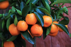 With great age, some may reach a height of 25 ft (7.5 m) with a greater spread. 7 Health Benefits Of Mandarin Oranges
