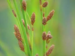 Image result for Restionaceae